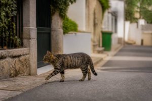 Chat qui fugue : causes, solutions et conseils pour le retrouver