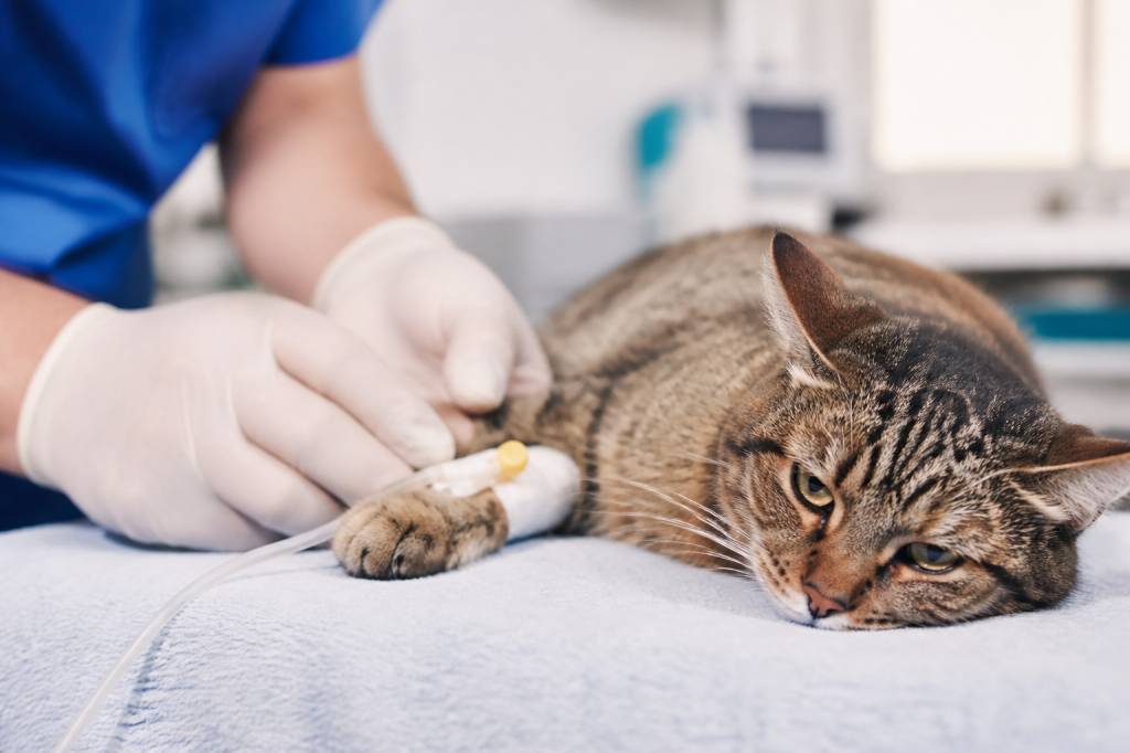 Chat calculs rénaux mort : symptômes, risques et prise en charge urgente